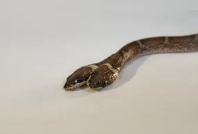 Uma cobra-lobo bicefálica foi resgatada na Índia. Entenda o fenômeno da bicefalia e sua raridade no reino animal.