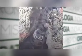 O animal foi flagrado entre as pedras e próximo da área de banho