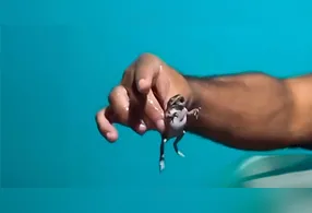 Vídeo que circula nas redes sociais mostra uma cena inusitada: um pastor aparentemente retira da garganta de um homem o que parece ser um sapo.
