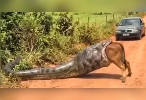 Vídeo de uma suposta sucuri gigante engolindo uma vaca viraliza nas redes sociais e chama atenção pelo realismo das imagens