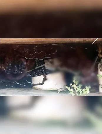 O feto foi encontrado pelo servidor dentro de uma fossa da unidade de saúde em obras