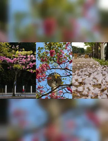 Belém ganha um colorido especial durante a temporada dos ipês, que florescem e transformam ruas, praças e parques da cidade em verdadeiros cartões-postais.