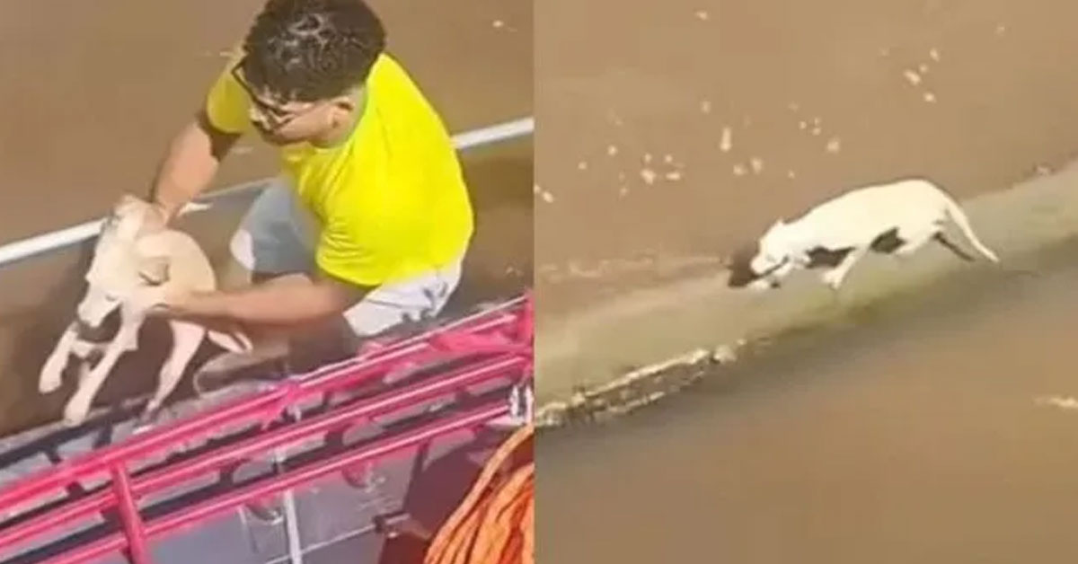 Fabio, pescador de Abaetetuba, registrou o momento