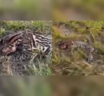 Imagem ilustrativa da imagem Jaguatirica é encontrada morta em estrada no Pará