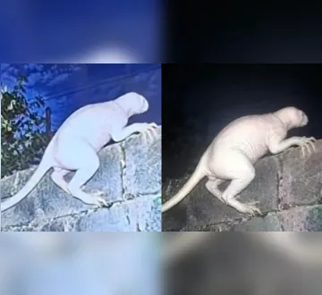 Imagem ilustrativa da imagem Criatura misteriosa ataca animais e assusta moradores no México