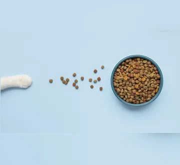 Imagem ilustrativa da imagem Qual o melhor tipo de ração para seu pet? Veterinária dá orientações