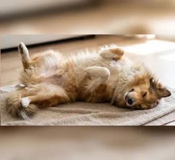 Imagem ilustrativa da imagem Seu cachorro dorme de barriga para cima? Entenda o que isso significa