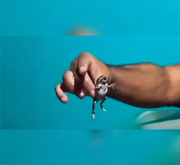 Imagem ilustrativa da imagem VÍDEO: pastor diz ter tirado sapo da garganta de homem no Pará e cena viraliza