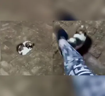 Imagem ilustrativa da imagem Influenciadora é presa após chutar filhote de cachorro e publicar vídeo