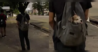 O filhote parecia estra confortável na mochila do tutor.