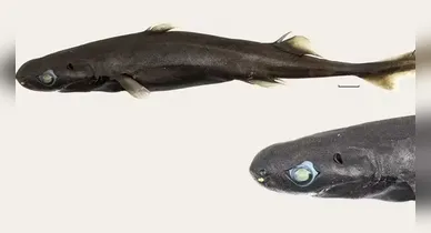 Os pesquisadores localizaram apenas um exemplar da nova espécie, encontrado entre 400 e 500 metros de profundidade. O animal é uma fêmea, com coloração em tons de marrom e preto.