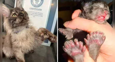 Erebus Anomaly, um gato polidáctilo dos EUA, entra para o livro dos recordes com 29 dedos. Saiba mais sobre essa curiosa condição genética.