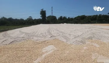 Imagem ilustrativa da notícia: Paysandu avança nas obras do CT com a construção dos campos 3 e 4