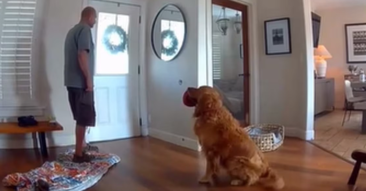O golden retriever Nash surpreendeu ao encontrar um invasor dentro de casa, nos Estados Unidos. Em vez de latir ou atacar, o cachorro levou um brinquedo até o homem e abanou o rabo, como se estivesse convidando o "visitante" para brincar.
