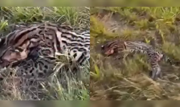 Imagem ilustrativa da imagem Jaguatirica é encontrada morta em estrada no Pará