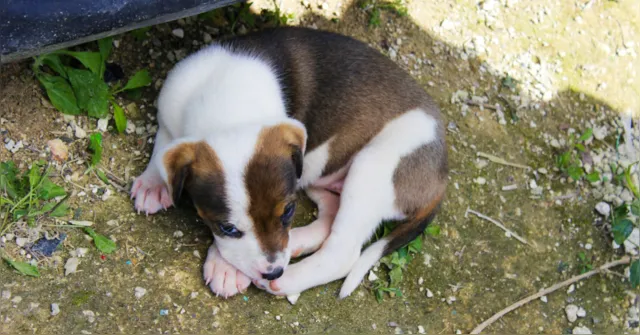 Imagem ilustrativa da notícia Cachorro lambendo as patas sem parar? Veja 5 causas do comportamento
