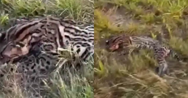 Imagem ilustrativa da notícia Jaguatirica é encontrada morta em estrada no Pará