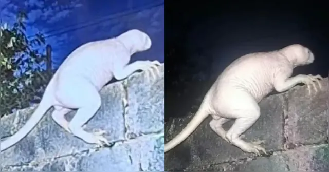 Imagem ilustrativa da notícia Criatura misteriosa ataca animais e assusta moradores no México