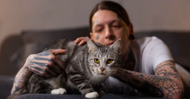 Imagem ilustrativa da notícia Especialistas explicam como um gato escolhe sua pessoa favorita; veja