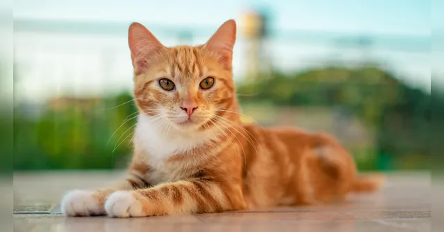 Imagem ilustrativa da notícia Escovação previne bolas de pelos e outras doenças nos gatos