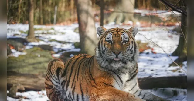 Imagem ilustrativa da notícia Homem morre após entrar em recinto de tigre em zoológico