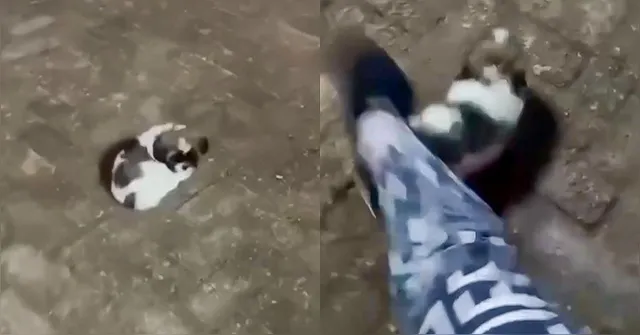 Imagem ilustrativa da notícia Influenciadora é presa após chutar filhote de cachorro e publicar vídeo