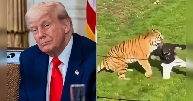 Imagem ilustrativa da notícia Trump publica vídeo de homem morto por tigre e gera revolta nas redes sociais