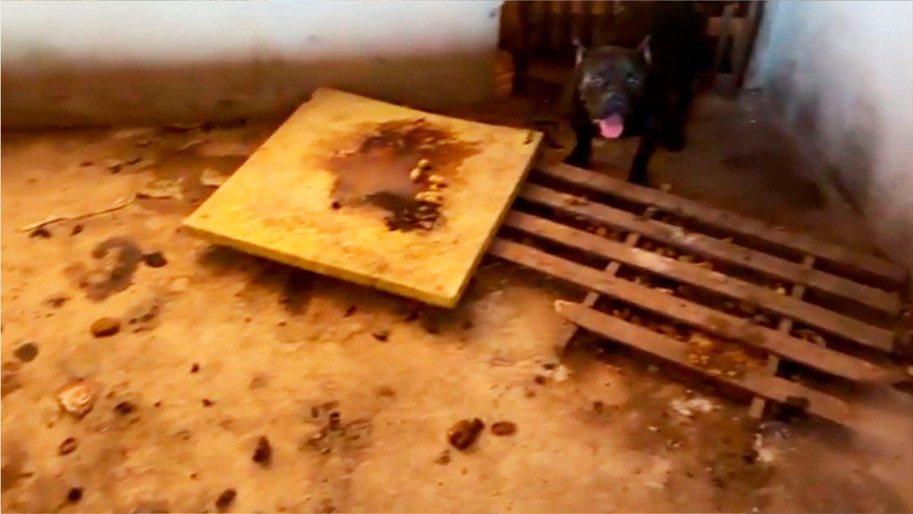 Cão encontrado em situação insalubre e com sinais de maus-tratos durante fiscalização policial em residência.