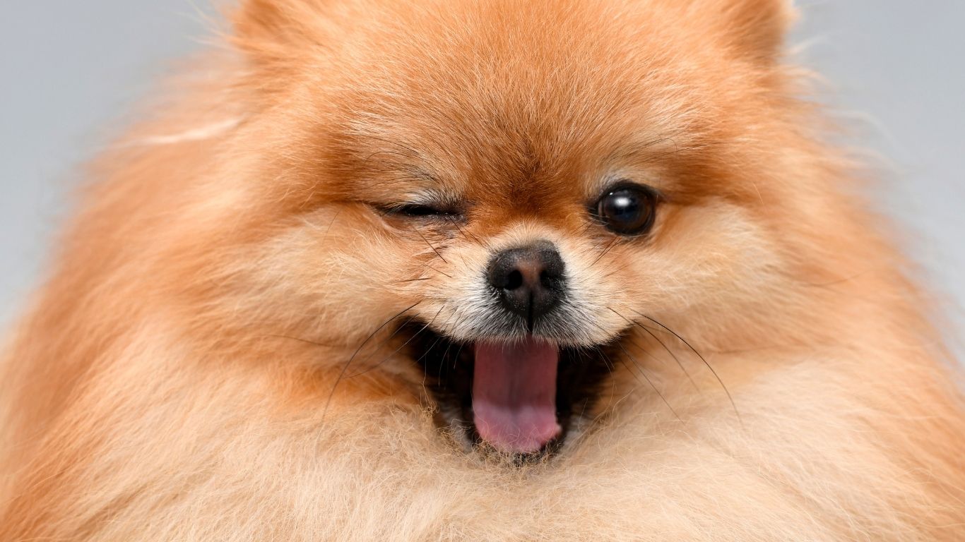 Pesquisa italiana mostra que os animais piscam com mais frequência quando interagem com pessoas conhecidas, apontando uma função social no gesto.