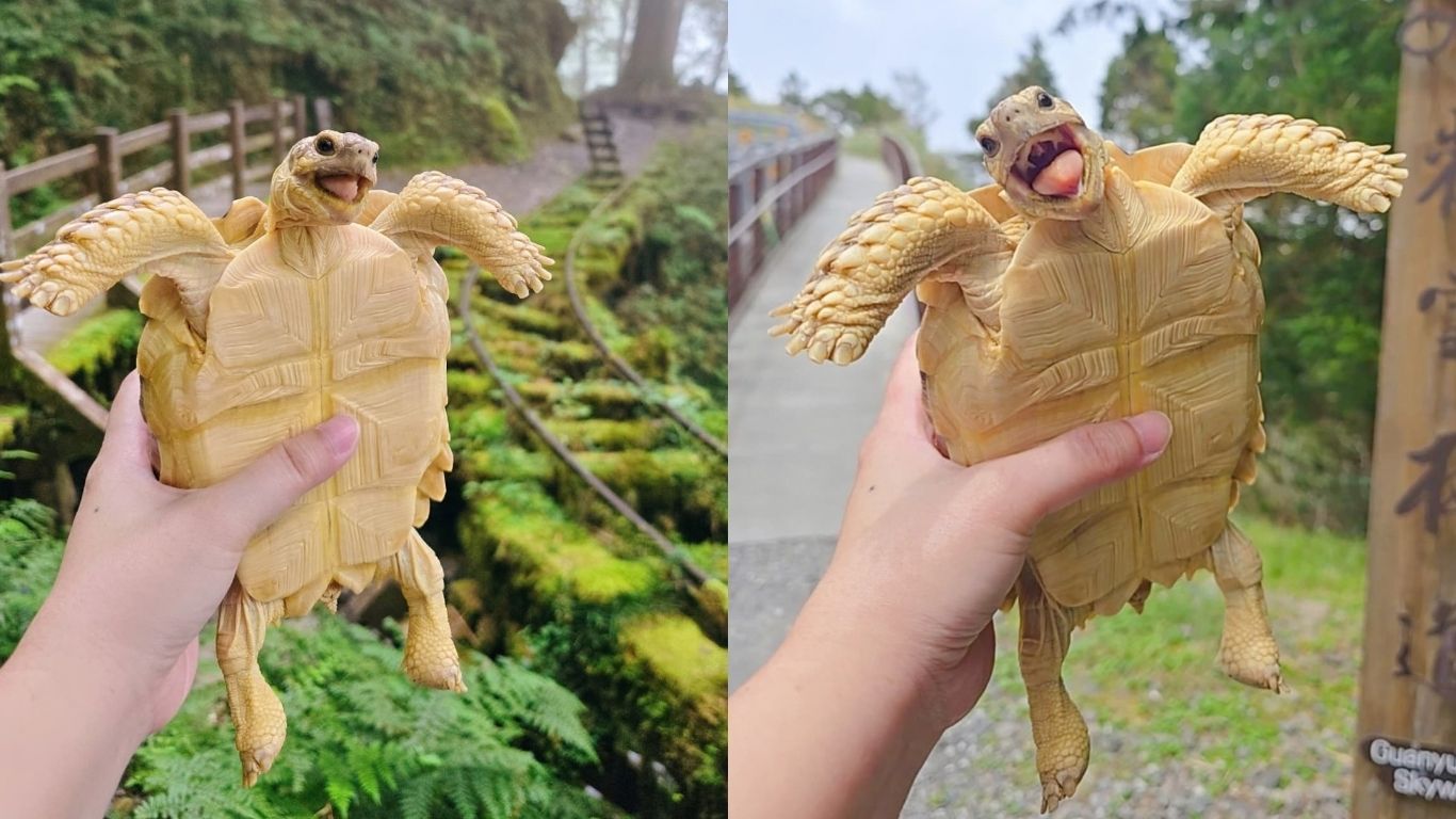 Pongpong vive em Taiwan e chama atenção nas redes pelas expressões que parecem um sorriso