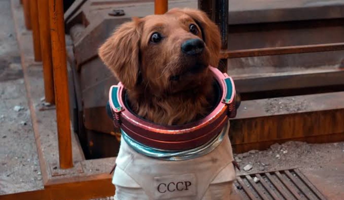 Séculos de convivência próxima podem ter moldado a forma como o cérebro canino responde à linguagem, sobretudo à estrutura sonora das palavras que os animais ouvem no cotidiano.