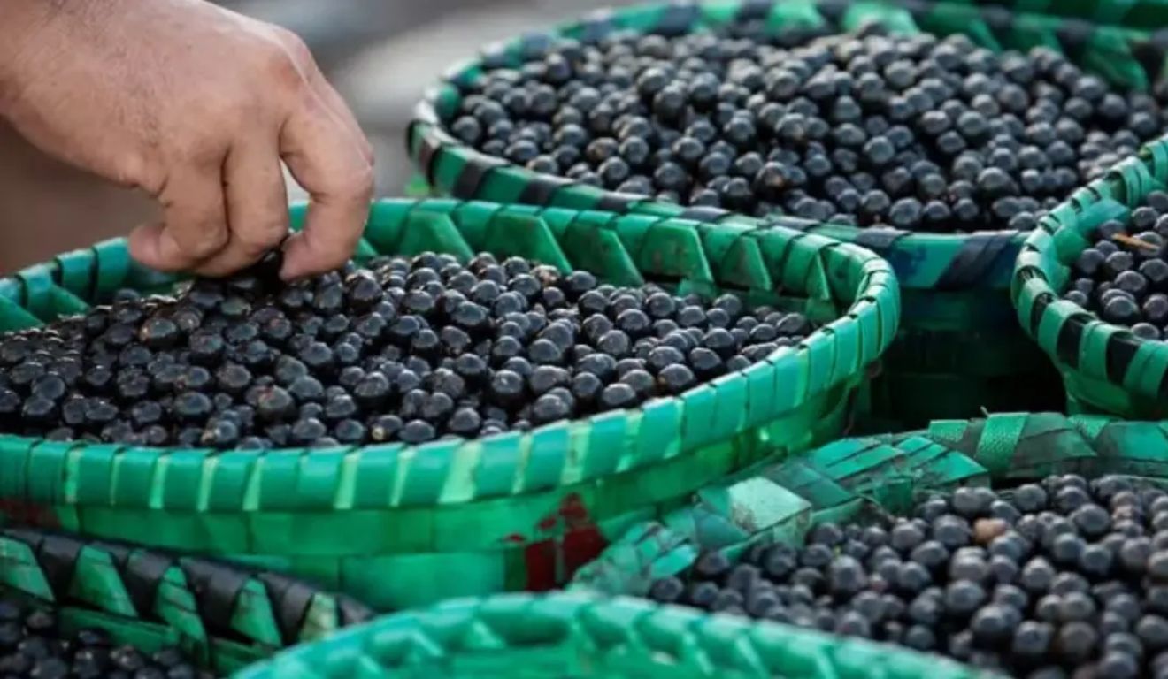 Fruto movimenta mais de R$ 1 bilhão no Brasil, segundo o IBGE.