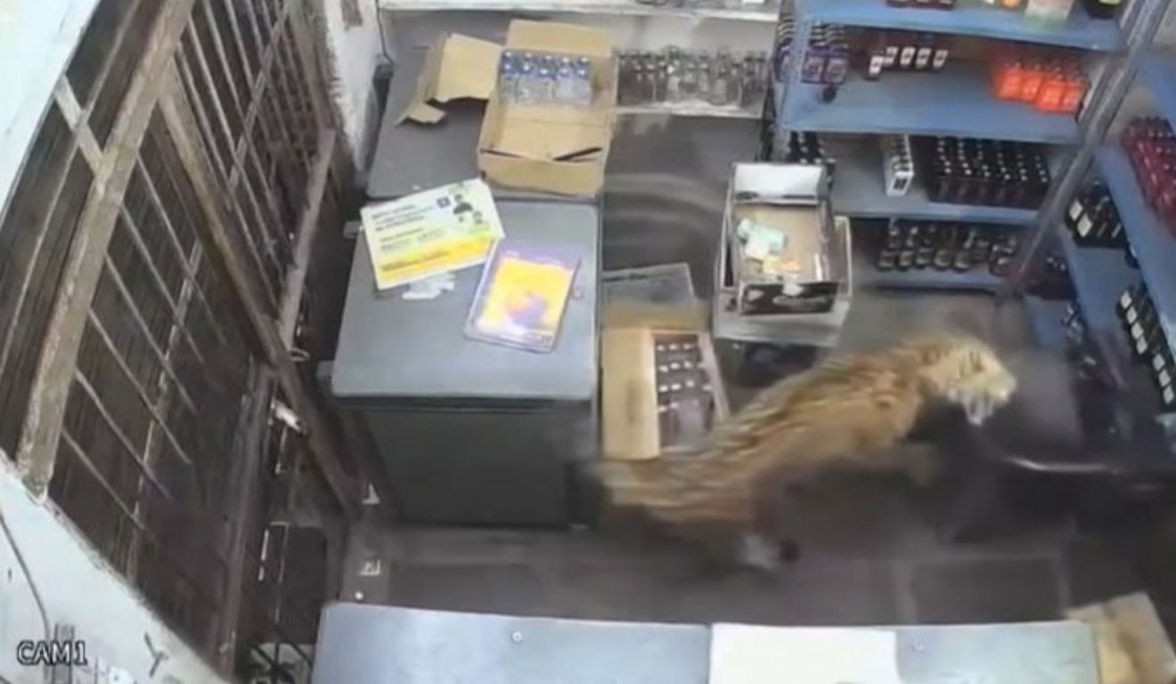 Apesar do susto, homem conseguiu deixar o estabelecimento e trancou o animal no interior da loja.