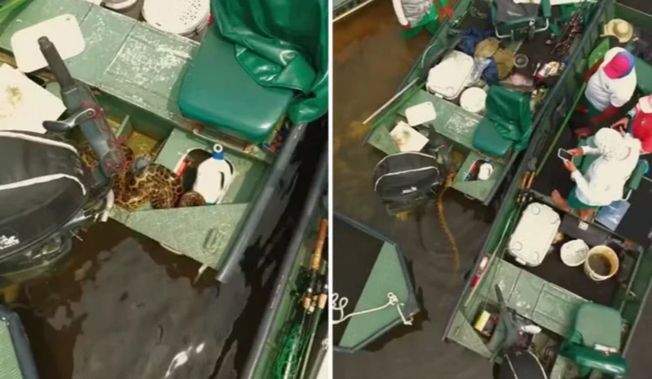 Cobra já havia passado por baixo das embarcações que estavam no rio, antes de entrar no barco.