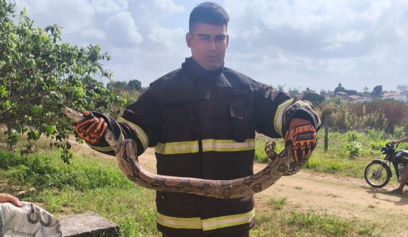 A jiboia foi resgatada pelos bombeiros, que a levaram para uma área de preservação