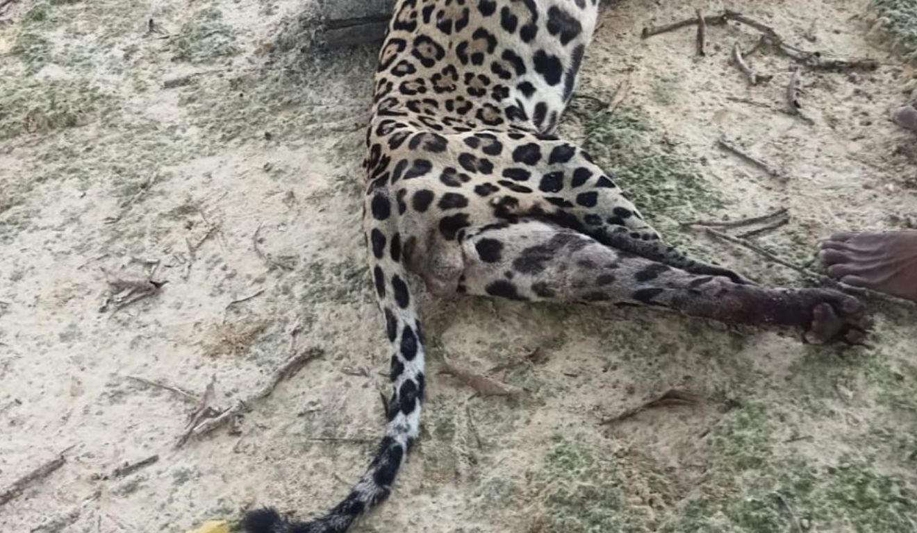 O animal atacou a criança, que morreu pelos líderes indígenas