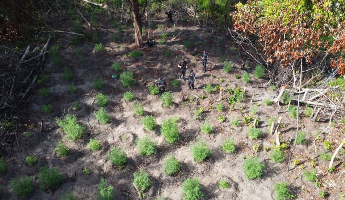 A plantação ilegal de maconha foi encontrada pelos policiais em área de mata