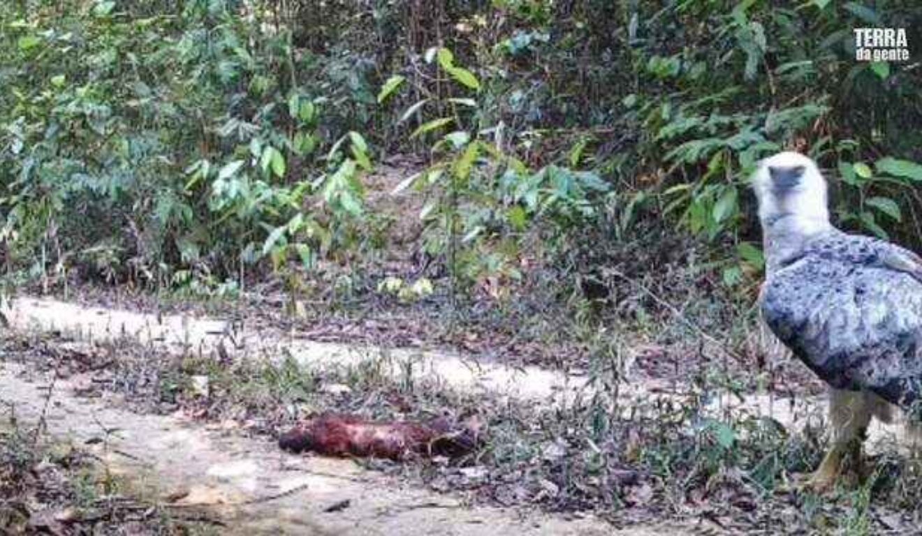 Harpia foi flagrada durante a predação de um macaco-guariba em área remota da Amazônia paraense.