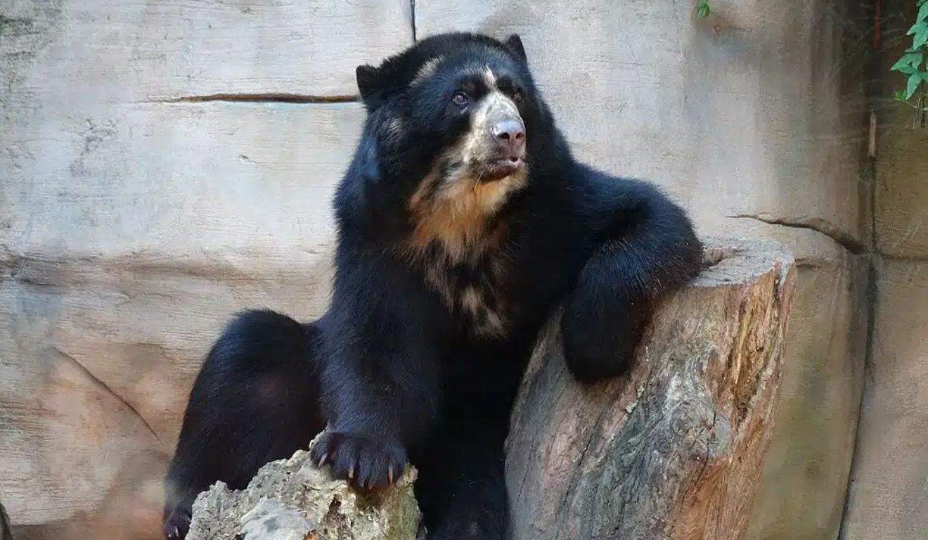 Pepito e Penélope vivem há mais de 15 anos no Zoológico Municipal Quinzinho de Barros, em Sorocaba.