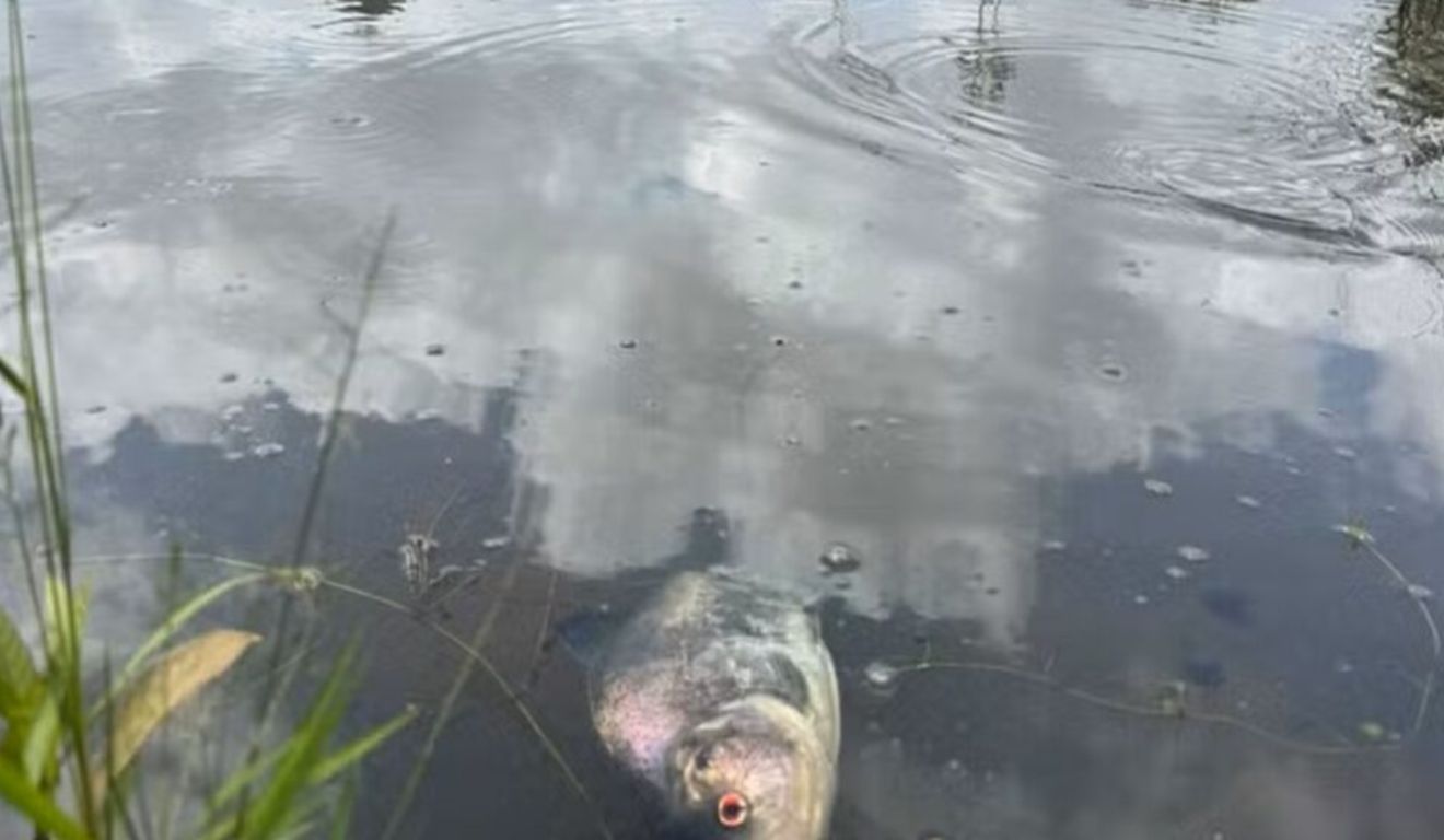 Peixes foram encontrados mortos em igarapé do Parque Estadual do Utinga, em Belém, nesta segunda-feira (19). A causa do episódio ainda precisa ser esclarecida