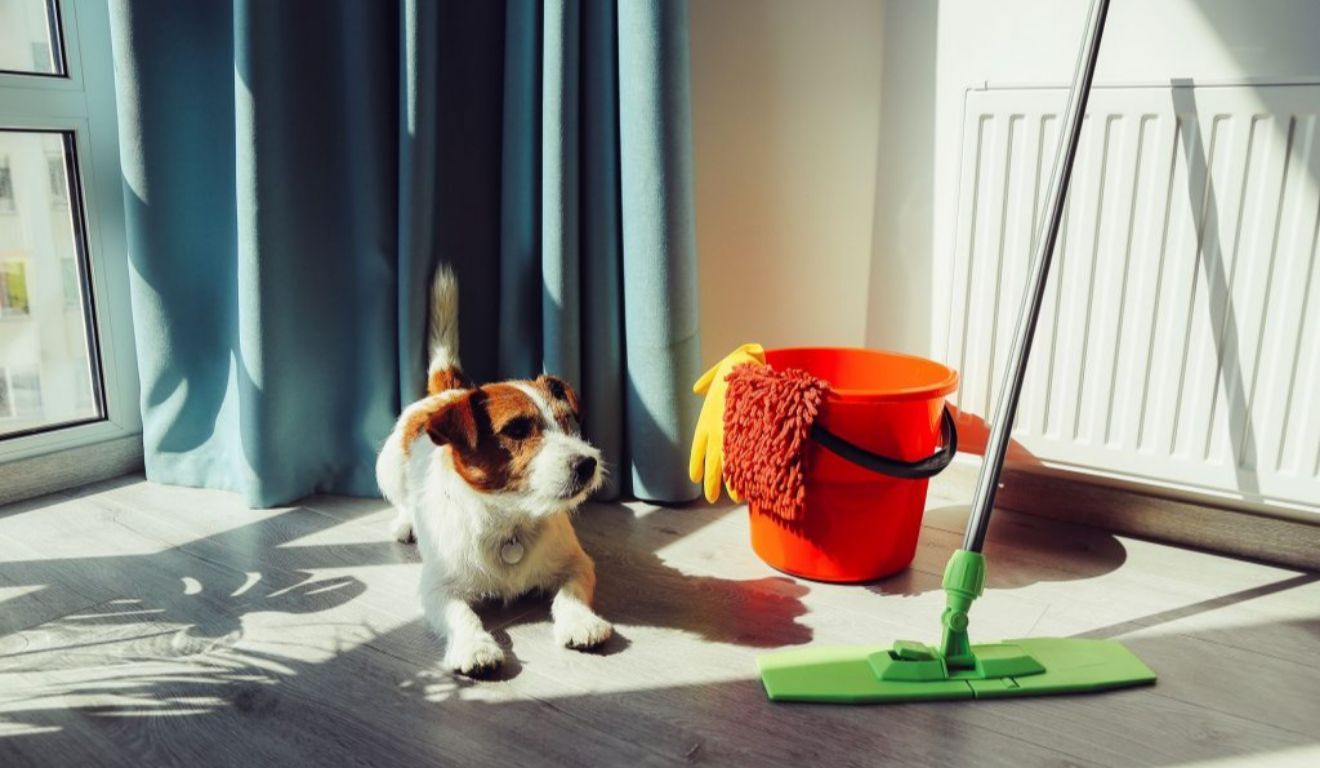 A presença dos animais pode trazer alguns desafios para a rotina de limpeza, e um dos principais é o odor que pode ficar em diferentes ambientes.