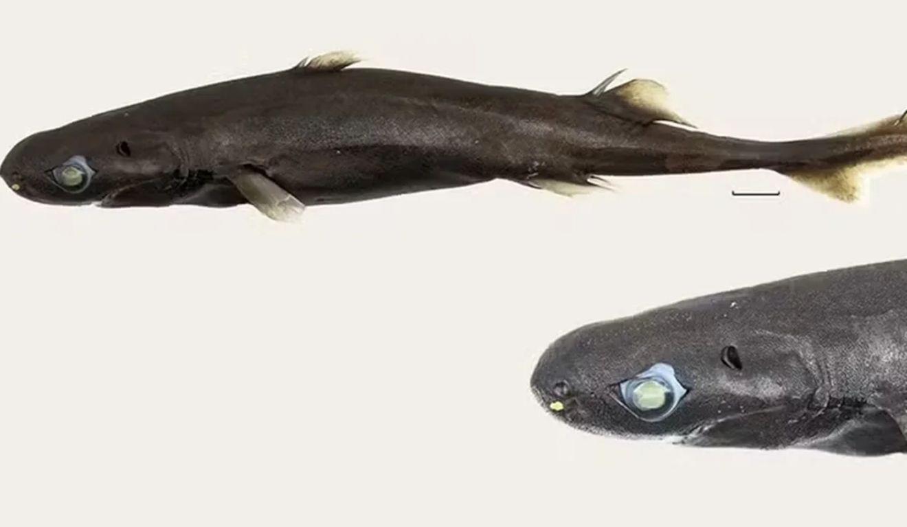 Os pesquisadores localizaram apenas um exemplar da nova espécie, encontrado entre 400 e 500 metros de profundidade. O animal é uma fêmea, com coloração em tons de marrom e preto.