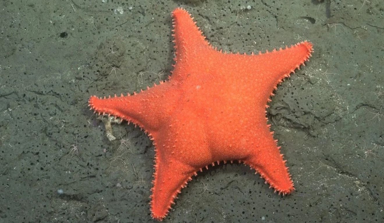 Mais de 4 milhões de pessoas acompanharam as explorações, incluindo o momento em que uma estrela-do-mar alaranjada foi comparada ao personagem Patrick Estrela, conhecido por seu formato arredondado e sua coloração rosada.