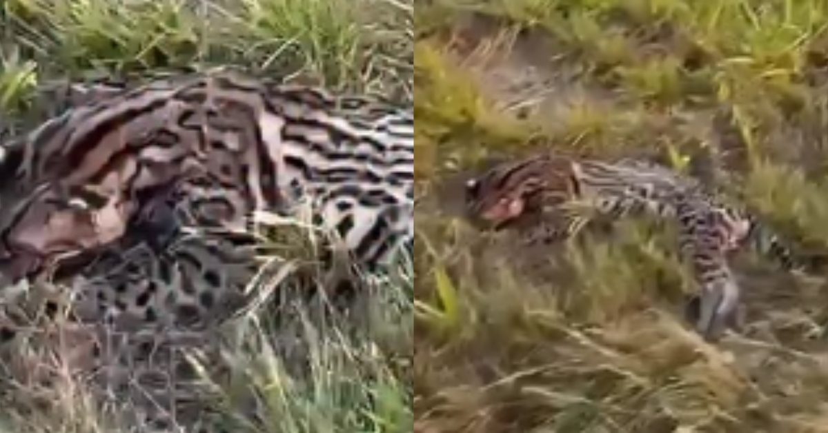 Presença de animais silvestres próximos às rodovias pode representar risco tanto para a fauna quanto para os condutores