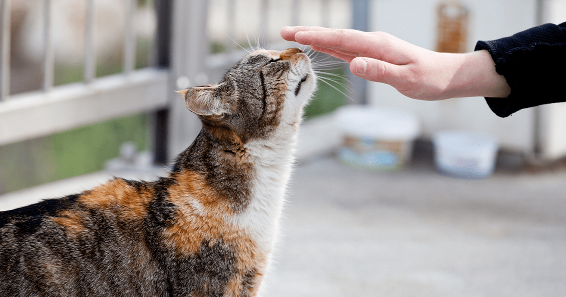 Descubra como momentos de qualidade com pets ajudam a reduzir estresse e ansiedade dos tutores, segundo especialista em comportamento animal.