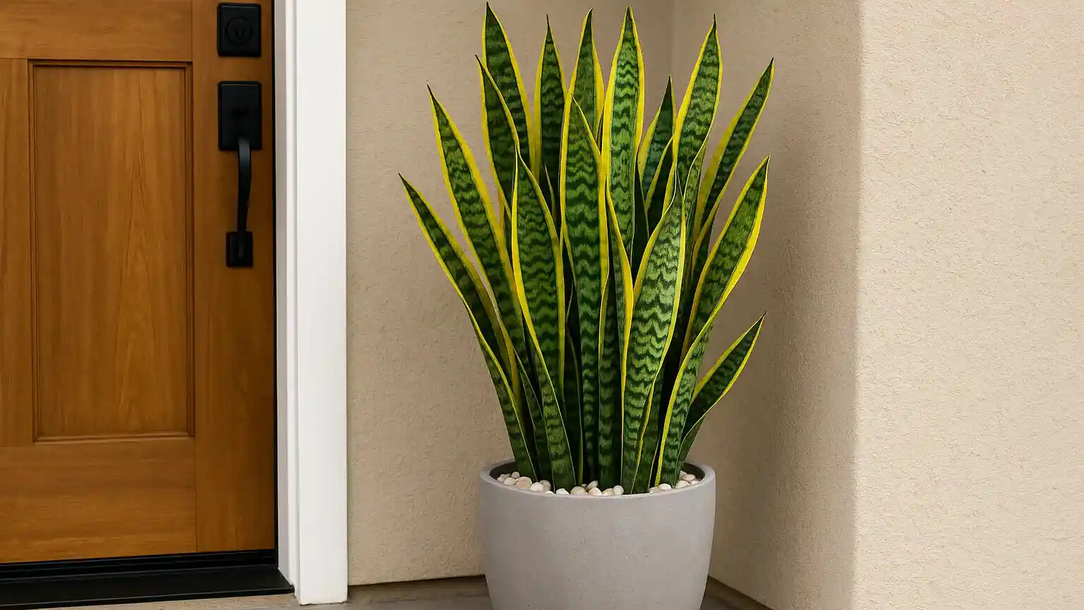 Descubra onde colocar a espada-de-são-jorge em casa e como cuidar dela para trazer proteção e prosperidade, de acordo com o Feng Shui.