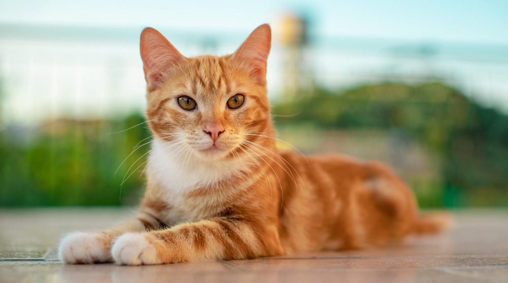 Descubra como a escovação ajuda a prevenir bolas de pelo e doenças em gatos. Dicas e cuidados essenciais para a saúde do seu pet.