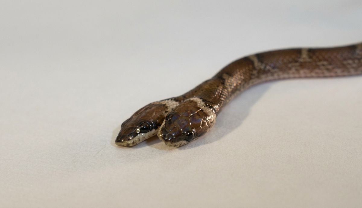 Uma cobra-lobo bicefálica foi resgatada na Índia. Entenda o fenômeno da bicefalia e sua raridade no reino animal.