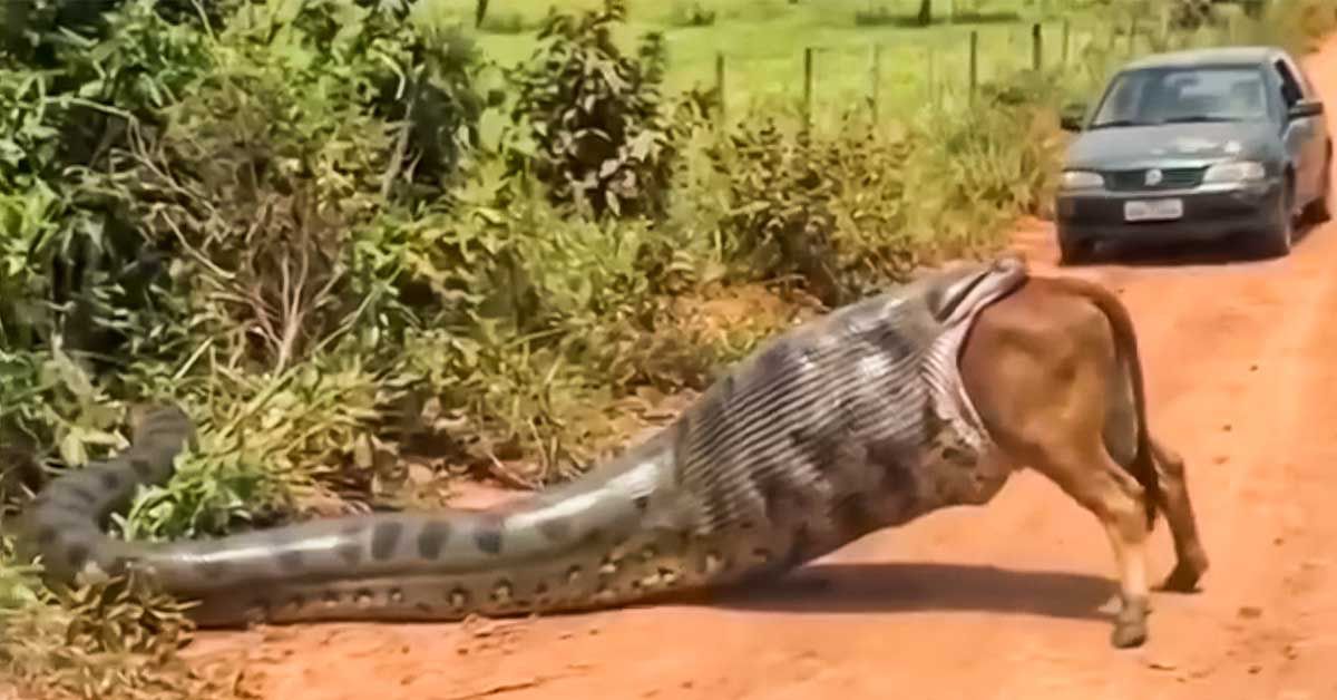 Vídeo de uma suposta sucuri gigante engolindo uma vaca viraliza nas redes sociais e chama atenção pelo realismo das imagens