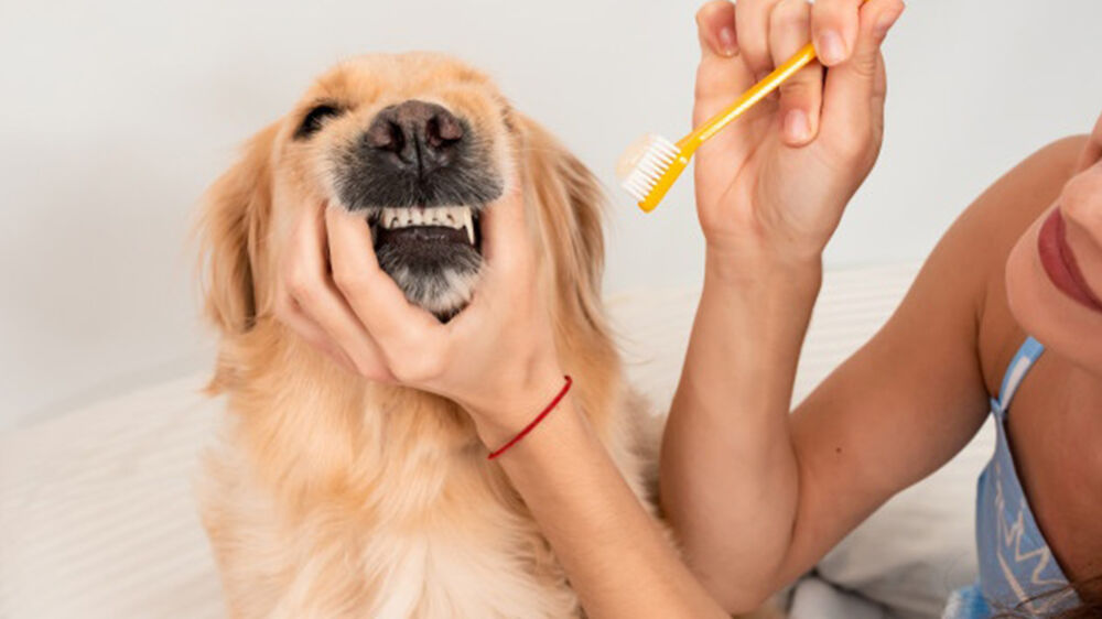 Imagem ilustrativa da notícia: Como cuidar da saúde e da higiene bucal do seu pet?